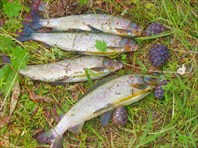 Хариусы и шишки