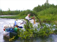 Елка на пути