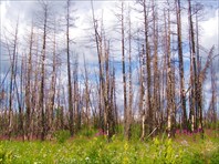 Мертвый лес