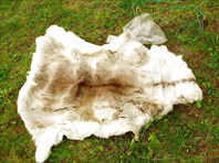 Чудесная шкурка