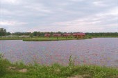 Остров в Березовке.