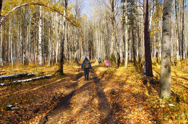 Осенний лес