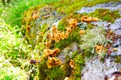 DSCN5970_resize