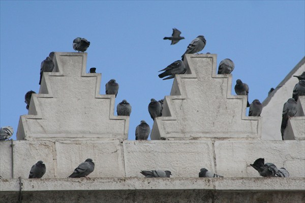 Интересная архитектурная находка для голубей