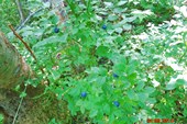 DSC00424