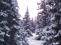 02 Зимний лес