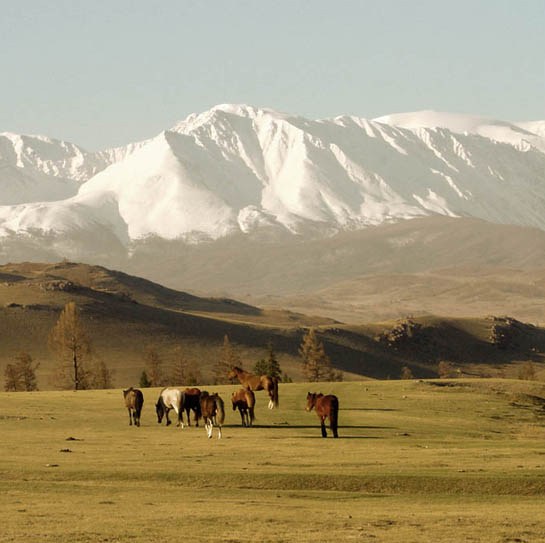 Алтае-Саяны1