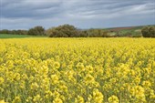 Поле рапса