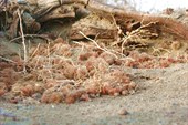 IMG_5265
