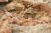 IMG_5267