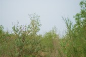 SDC10532