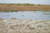 Вода в болотце, разумеется, солёная