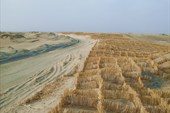 Так защищают дорогу, закрепляя склоны прилежащих барханов
