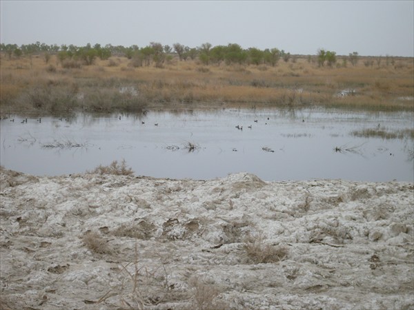 Вода в болотце, разумеется, солёная