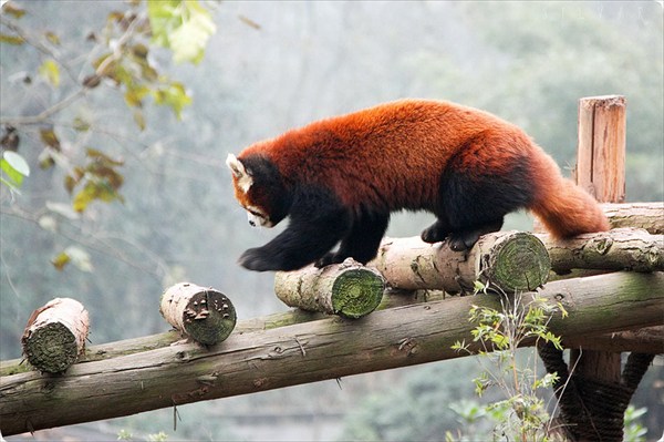 Рыжая панда