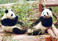 Большие панды занимаются делом