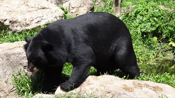 Медведь 1