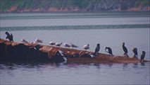 Птичий базар