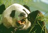 giant-panda-eating