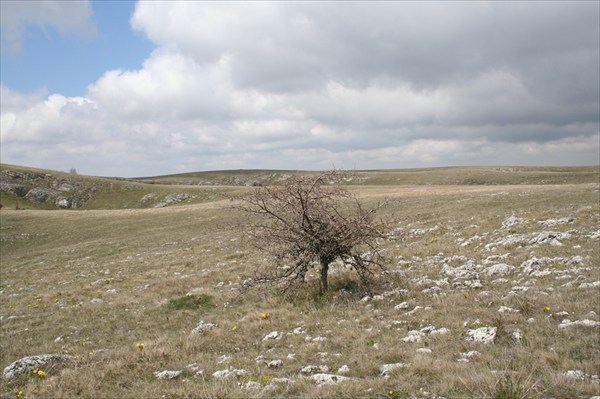 типичное дерево на плато