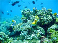 Подводный мир Филиппин