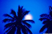 Луна за пальмами
