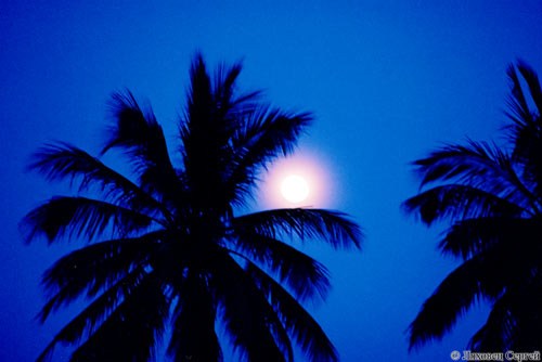 Луна за пальмами