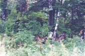 Photo38