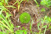 Приморский кактус