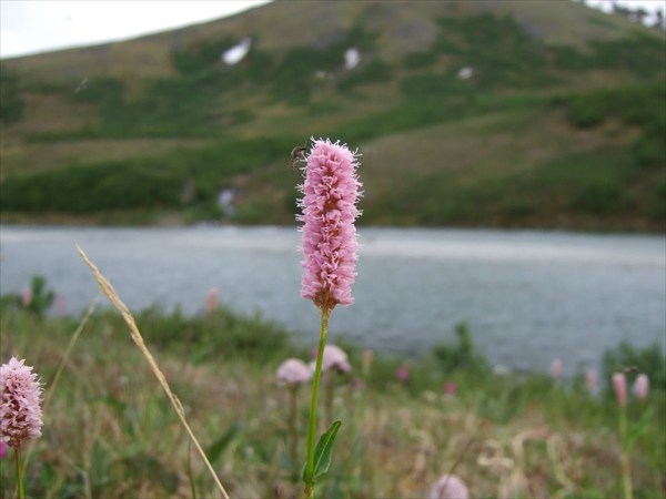 273 мирный гнус