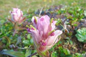 IMG_8598 Цветок.