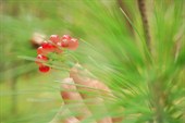IMG_3532