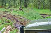 Вытаскиваясь, лебедкой валим дерево