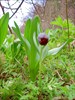 на фото: горный тюльпан или рябчик
