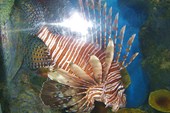 MILES`S LIONFISH в аквариуме.