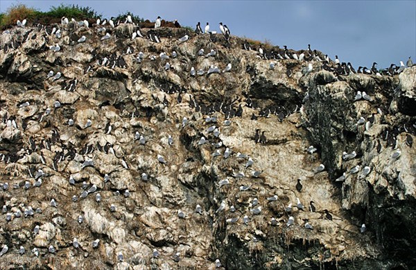 Gull Island