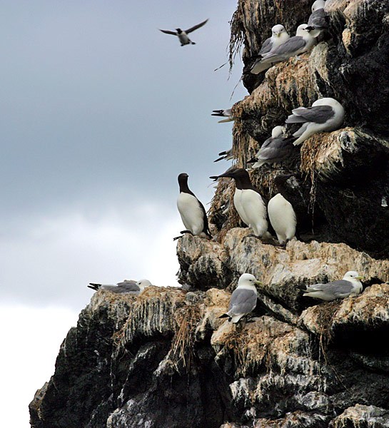 Gull Island