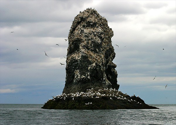 Gull Island
