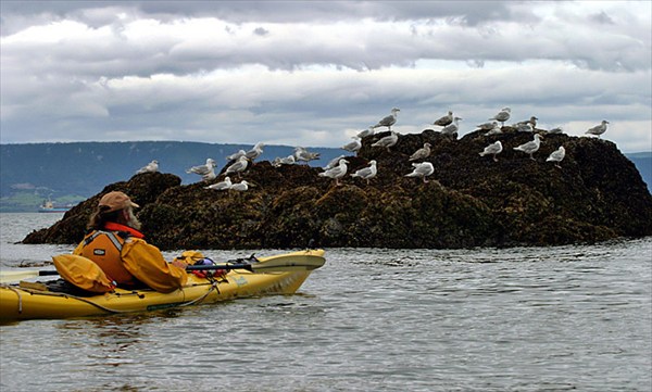 Gull Island