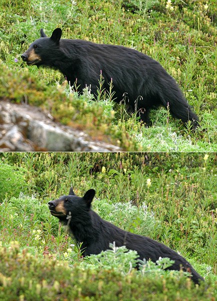 Black bear