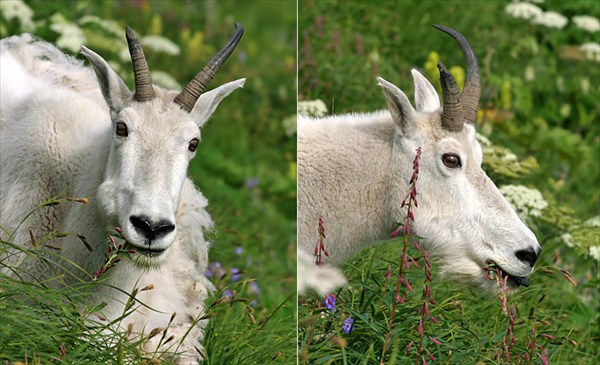 Snow goat