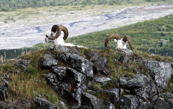 Dall sheep