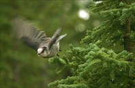 Сорокопут (Northern shrike)