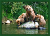 Медвежья идиллия