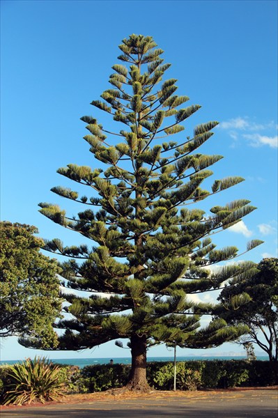 Местные называют это дерево "monkey tail tree"