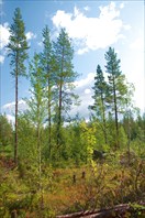 Недалеко от Кировска-город Апатиты