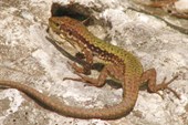 IMG_1380_resize