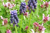 IMG_1388_resize