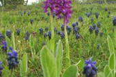 IMG_1549_resize