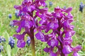 IMG_1551_resize